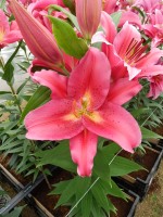 [5315 Cabella No01.JPG]